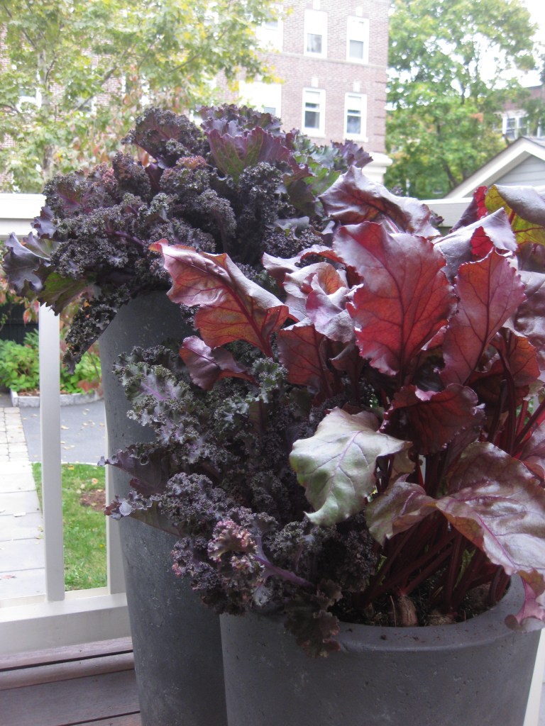 choo-fall-planters-2014_19