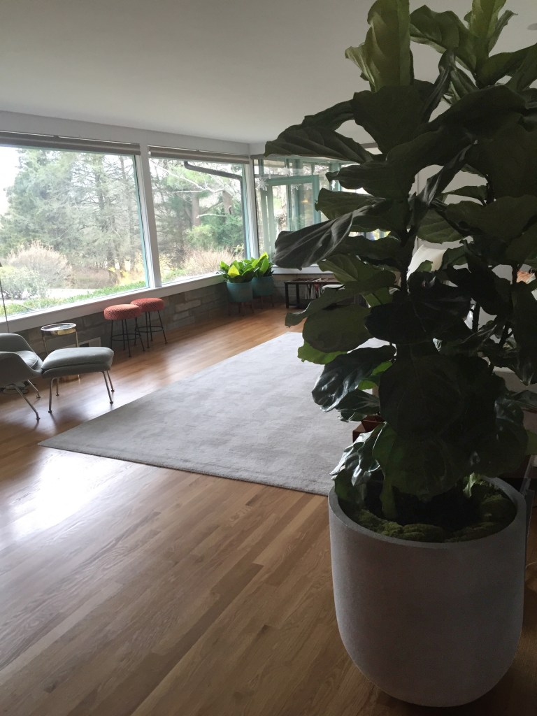 FICUS LYRATA BUTLER.jpg